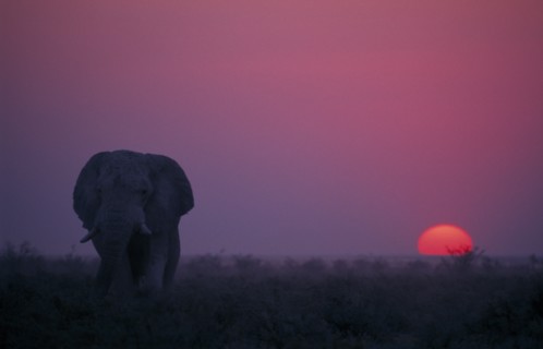ANIMALS, Big Game, African Elephants, Elephant at sunset. Loxodonta Africana.