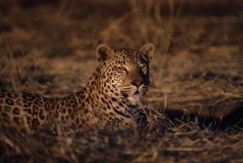 ANIMALS, Big Cats, Leopards, Leopard ( Panthera pardus ) lying in grass.
