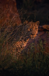 ANIMALS, Big Cats, Leopards, Leopard ( Panthera pardus ) standing in long grass.