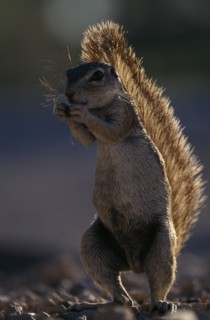 ANIMALS, Rodents, Squirrels, Full length portrait of a Ground Squirrel ( Xerus inauris ).
