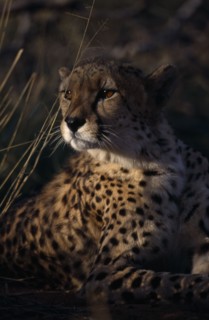 ANIMALS, Big Cats, Cheetah, Portrait of a Cheetah ( Acinonyx jubatus ) lying down in the grass.