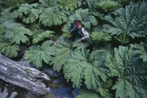 ARGENTINA, Patagonia, Neuquen, "Parque Nacional Nahuel Huapi, Paso Puyehue, Vladivian Forest.  Man