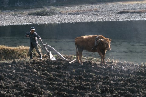 SOUTH KOREA, Agriculture, Ploughing rice field using bullock drawn plough