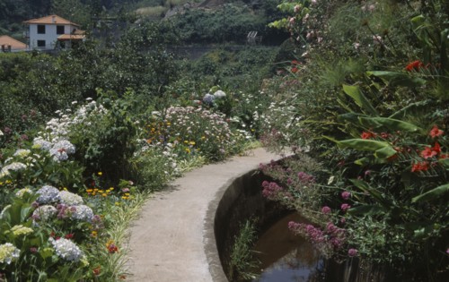 PORTUGAL, Madiera, Levada dos Tornos in the gardens near the Hortensia Teahouse