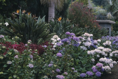 PORTUGAL, Madiera, Monte Palace Tropical Gardens
