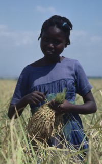 CARIBBEAN, Haiti, Farming, Young girl harvesting rice