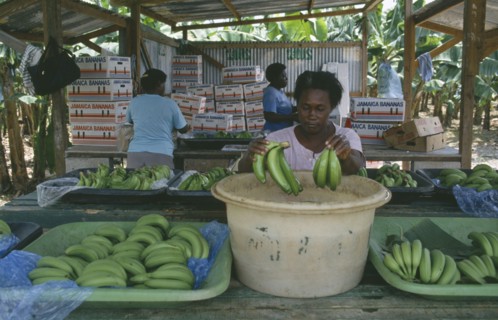 CARIBBEAN, Jamaica, St Marys, Woman dipping bunches of bananas in ripening agent at the Eastern