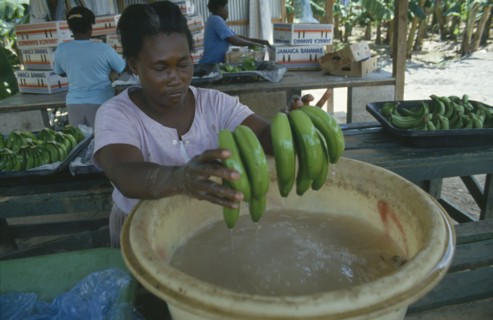 CARIBBEAN, Jamaica, St Marys, Woman dipping bunches of bananas in ripening agent at the Eastern