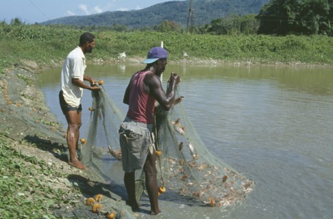 CARIBBEAN, Jamaica, Annotto Bay, Two men with fish caught in a net at the fish farm project