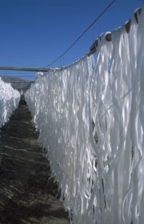 CHINA, Gansu, Potato noodles hanging on racks outside to dry.