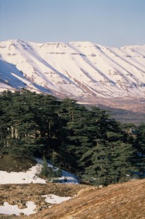 LEBANON, Landscape, Cedars of Lebanon Cedrus lebani.  Ancient trees in forest remnant known as