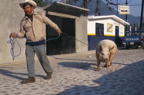 MEXICO, Michoacan, San Felipe, Man leading pig along street.