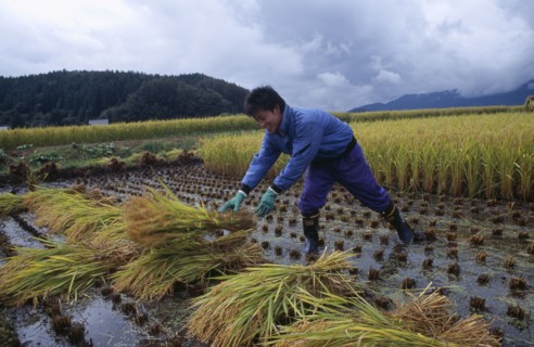 JAPAN, Honshu, Densho en, Young male farm worker harvesting rice