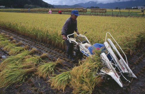 JAPAN, Honshu, Densho en, Farmer using hand powered machine to harvest rice fields