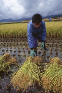 JAPAN, Honshu, Densho en, Young male farm worker harvesting rice by hand