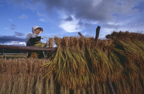 JAPAN, Honshu, Densho en, Female farm worker hanging bales of rice on drying racks with dramatic