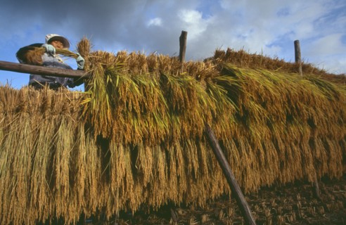 JAPAN, Honshu, Densho en, Female farm worker hanging bales of rice on drying racks with dramatic