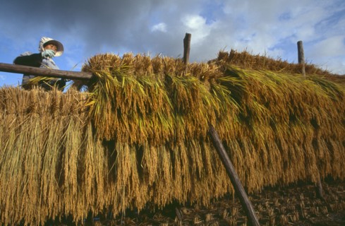 JAPAN, Honshu, Densho en, Female farm worker hanging bales of rice on drying racks with dramatic
