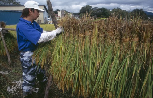 JAPAN, Honshu, Tono, Male farm worker hanging bales of rice on to drying racks