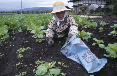 JAPAN, Honshu, Densho en, Woman wearing a hat weeding a vegetable plot