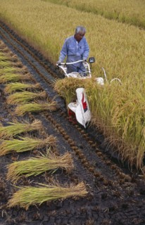 JAPAN, Honshu, Densho en, Farm worker harvesting rice field with hand held machine