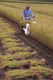 JAPAN, Honshu, Densho en, Farm worker harvesting rice field with hand held machine