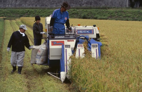 JAPAN, Honshu, Densho en, Farm workers harvesting rice field on motorised harvester