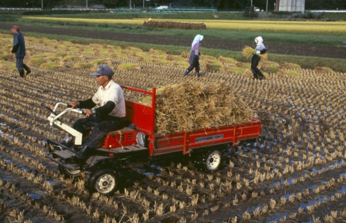 JAPAN, Honshu, Densho en, Farm workers gathering rice bales for loading on to small truck in the