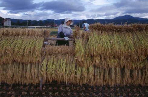 JAPAN, Honshu, Densho en, Female farm worker hanging bales of rice on to drying racks