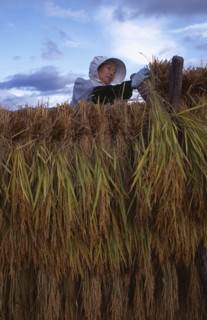 JAPAN, Honshu, Densho en, Female farm worker hanging bales of rice on to drying racks