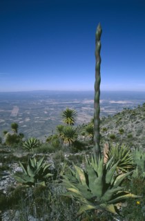 MEXICO, San Luis Potosi, Sierra de Catorce, Desert Agave.