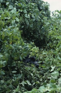 RWANDA, Volcans National Park, Single Silverback male mountain gorilla amongst vegetation in the