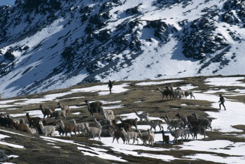 PERU, Cusco, Cordillera Vilcanota, Taking alpaca out to graze on snow covered pasture near