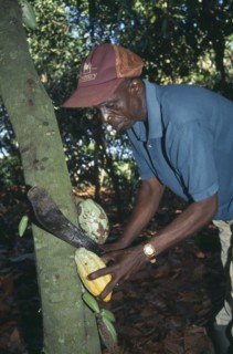 GHANA, West, Farming, Man harvesting cocoa using machete to cut pods from tree.
