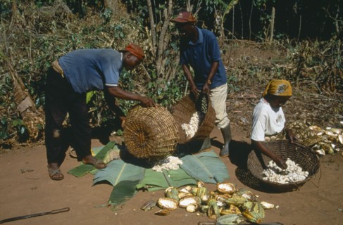 GHANA, West, Farming, Harvested cocoa beans extracted from their pods and wrapped in banna leaves