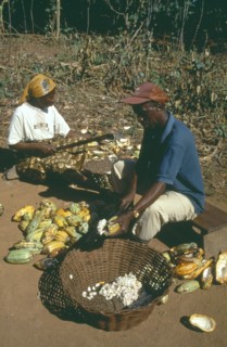 GHANA, West, Farming, Harvested cocoa beans extracted from their pods and wrapped in banna leaves