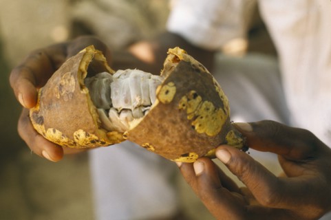 GHANA, Euchi, Close up of man holding an open cocoa pod