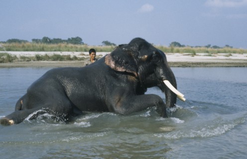 NEPAL, Chitwan National Park, Mahout washing a tusker.