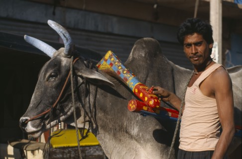 INDIA, Rajasthan, Jodhpur, Young man standing beside cow with brightly painted horns and yoke.