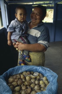 PACIFIC ISLANDS, Polynesia, French Polynesia, Marquesas Islands.  Taipivai Hiva.  Fermenting noni