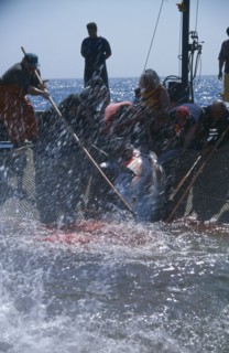ITALY, Egadi Islands, "The Mattanza ritual method of netting and killing tuna fish in late Spring.