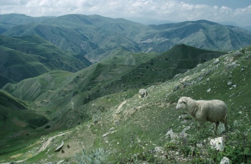 RUSSIA, Dagestan, Old silk road through mountain landscape with sheep on rocky hillside in the