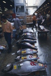 JAPAN, Honshu, Tokyo, Tuna fish for sale at Tsukiji Market.
