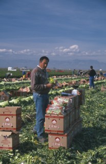 SPAIN, Farming, Man checking quality of celery harvest.