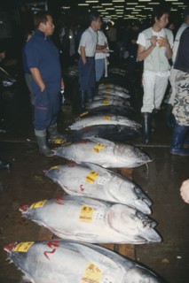 JAPAN, Honshu, Tokyo, Tsukiji Market.  Tuna fish for sale and buyers.