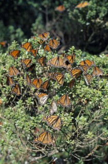 MEXICO, Michoacan State, El Rosario Sanctuary, Mass of Monarch butterflies settled on bush