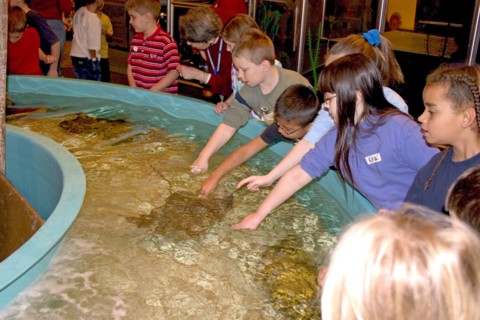 USA, Minnesota, Bloomington, Children petting stingrays in Starfish Beach at Underwater Adventures