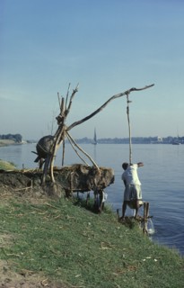 EGYPT, Shadoof, Man using simple irrigation system on the bank of the River Nile