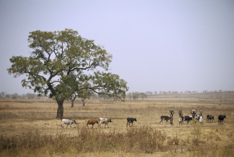 GHANA, North, Chereponi, Tribal women carrying goods on their head with cattle walking by in the