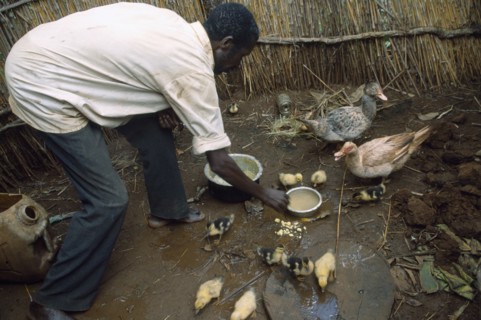 TANZANIA, West, Great Lakes Region, Self Reliance Project.  Refugee feeding ducks and ducklings.